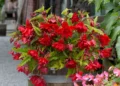 Begonia