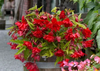 Begonia