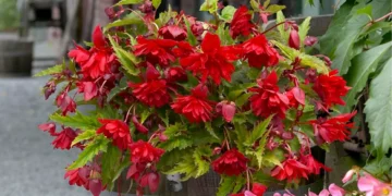 Begonia