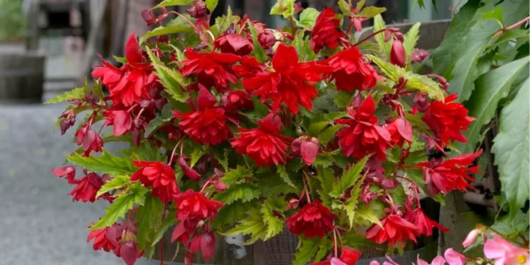 Begonia